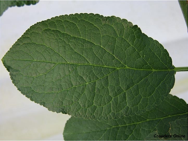 آلو - معرفی درختان میوه